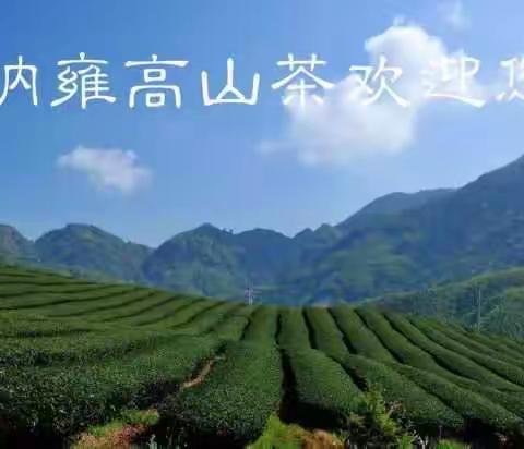 三月，茶山如画！我在纳雍等你……