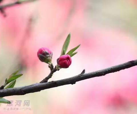 精耕细作育芬芳——梅区“初中语文下册自主互助学习型课堂导学案修改”研讨会纪实