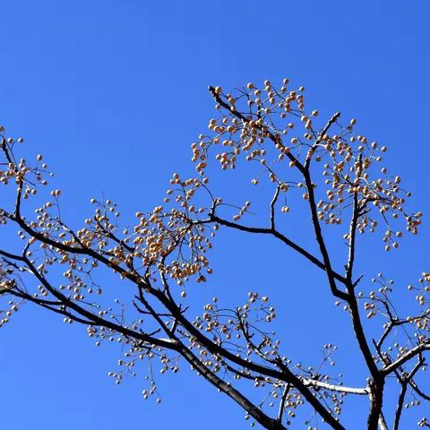 魏沟的冬天也很美