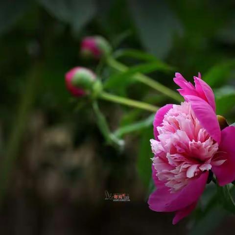 花中榜眼——芍药~