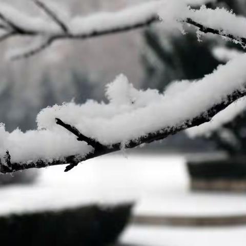 雪天随拍