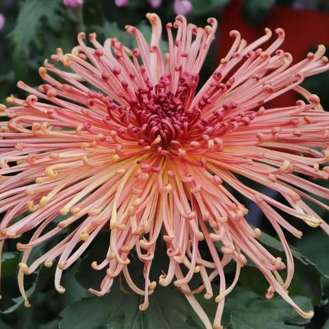 立冬赏菊——北海