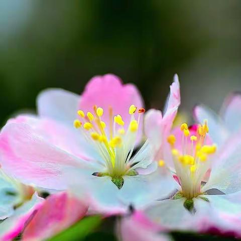 自今意思谁能说~一片春心付海棠