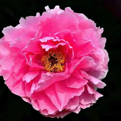 桃李花开人不窥，花时须是牡丹时