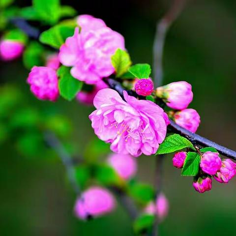 竹外桃花三两枝，　　春江水暖鸭先知。