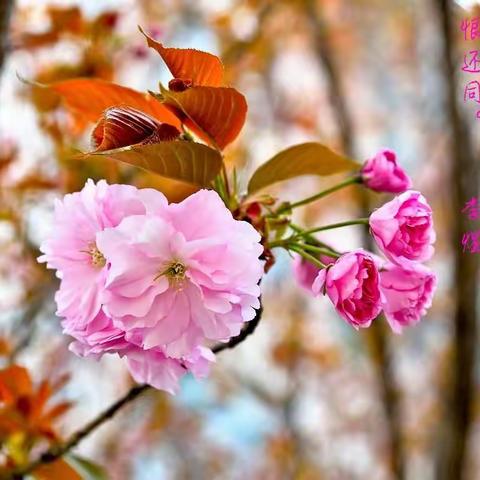 别后相思最多处，千株万片绕林垂。