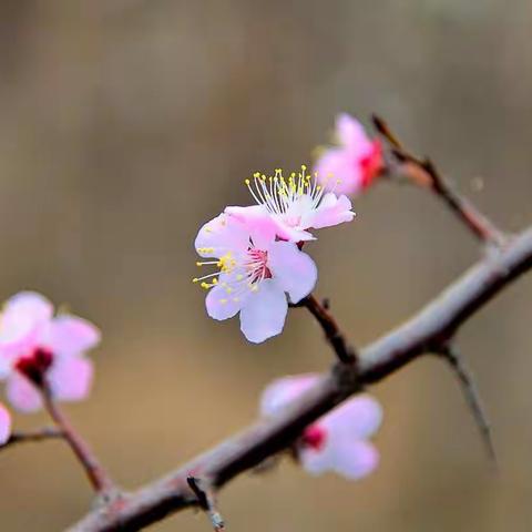 十里桃花，透着芬芳。