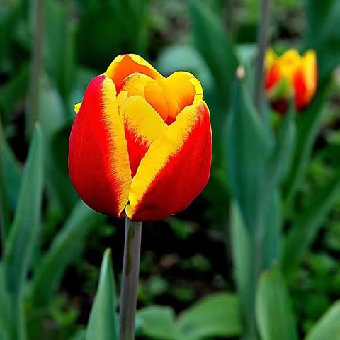 走出孤独，自然会邂逅永远的爱情