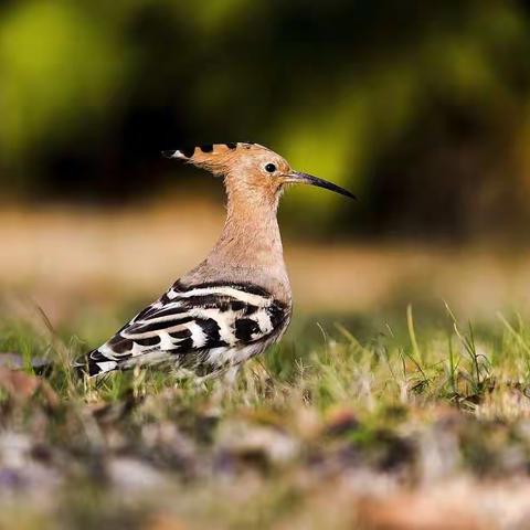 山光悦鸟性，潭影空人心