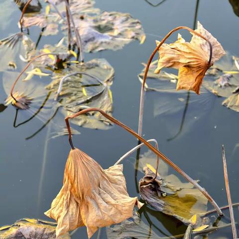 秋阴不散霜飞晚，留得枯荷听雨声