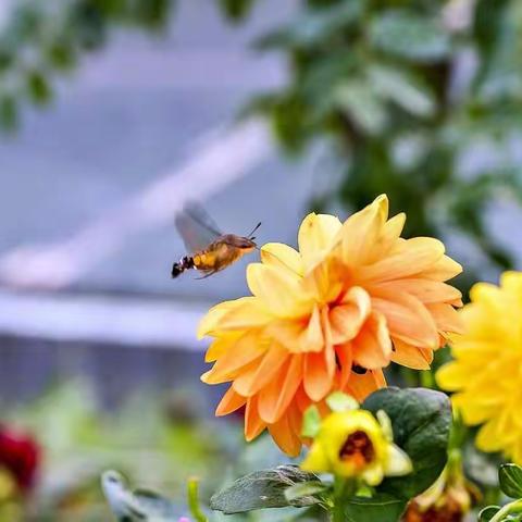 偶遇佳缘--“四不像”蜂鸟鹰蛾