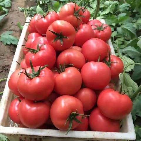 信誉楼源头直采考察剪影