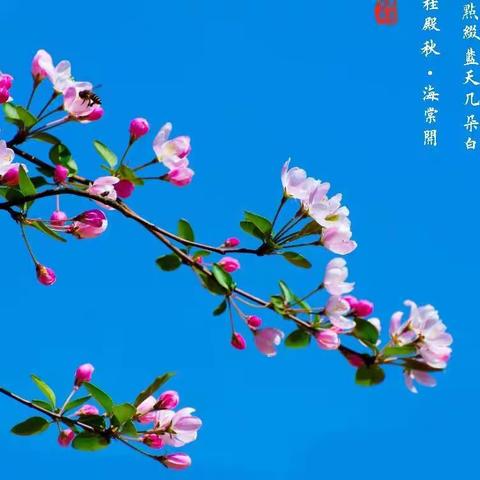 十唱《桂殿秋》（图文原创）