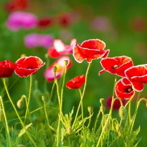 最是销魂虞美人