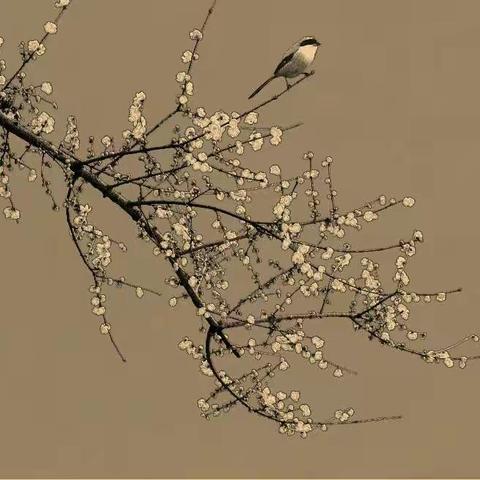 长亭雪影暗香来（原创图文）