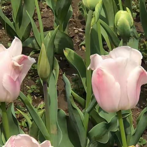 二Y的眼睛  江南早春