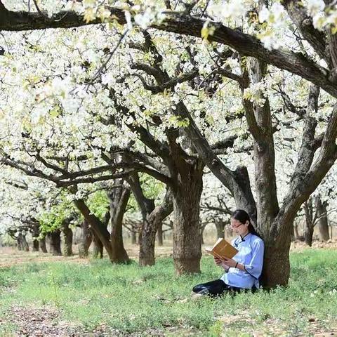 四月芳菲尽    桃梨满园春