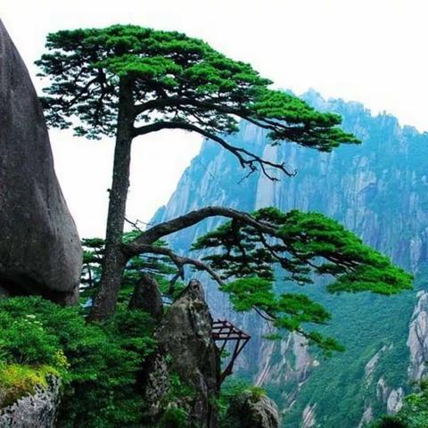 西递、石林、塔川秋色、黄山两日游