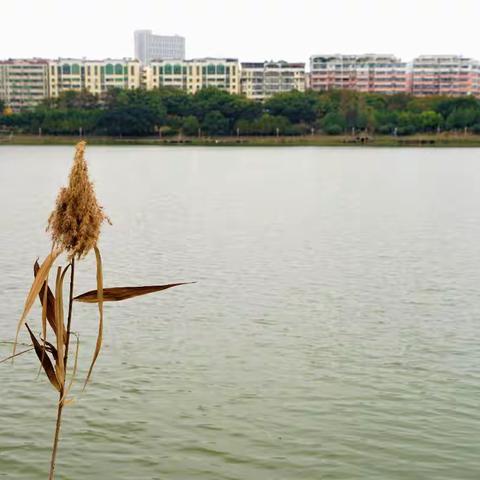 章江芦苇