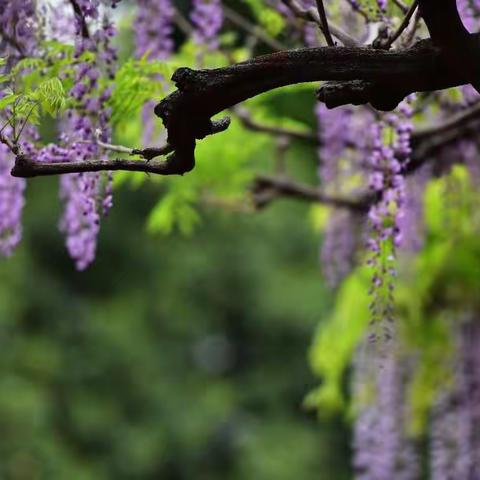 花团锦簇紫藤园
