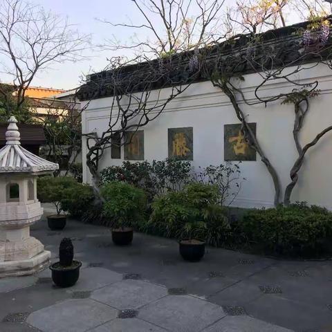 闵行古藤公园探春