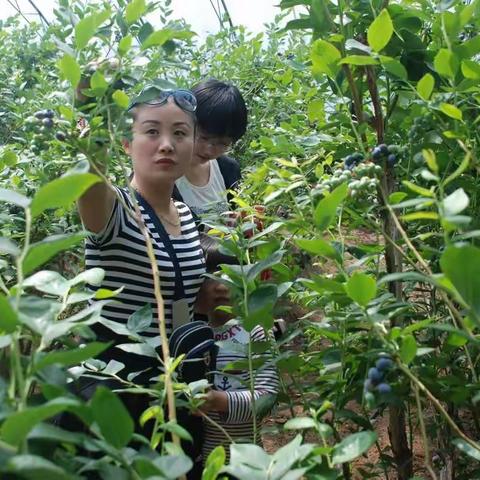五一去哪儿？沃憇蓝莓主题公园盛情推出“采摘蓝莓·畅游花海·品尝美食”深度游！