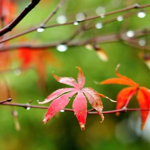 下雨天真好