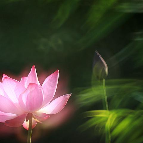 夏至记《生如夏花之绚烂 寻一处光阴静好》