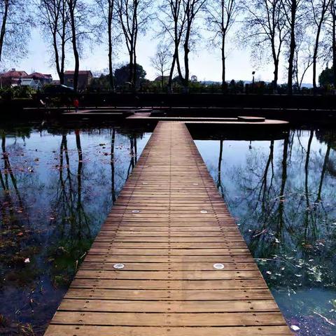 武汉植物园风光