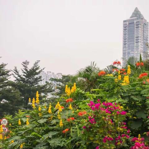 雾里看花花似梦