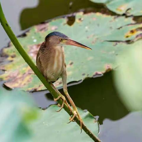 黄苇鳽（jiān）