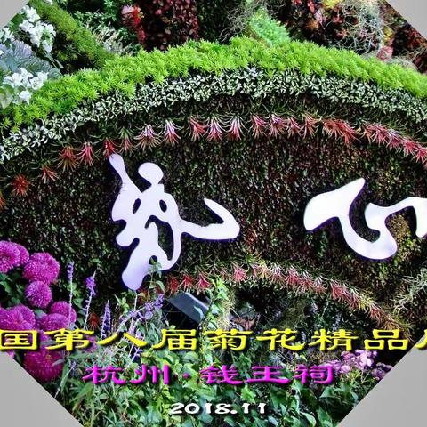 中国第八届菊花精品展         (杭州.钱王祠)