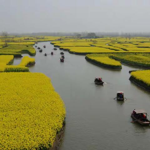 逐花江浙～江苏2019之2无锡灵山胜境•拈花湾小镇•兴化千垛花田•李中水上森林