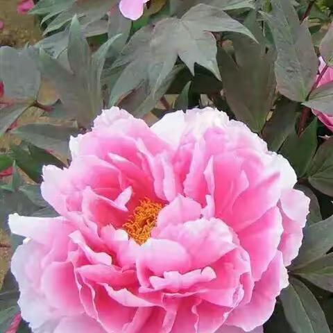 花中王～牡丹