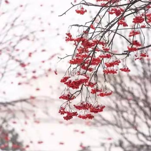 片片雪花舞，何人不诗情