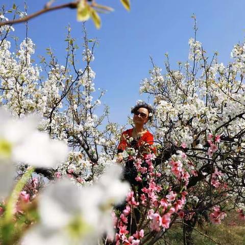 泌阳探春赏花（二）