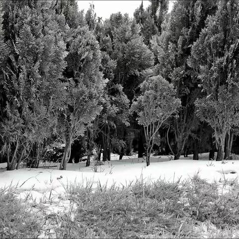 长沙有雪好韵味