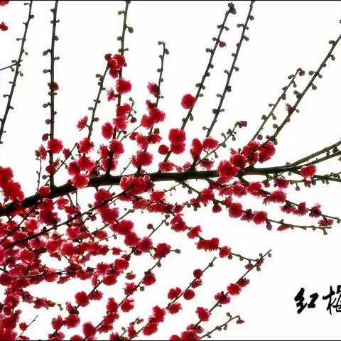 红梅赞