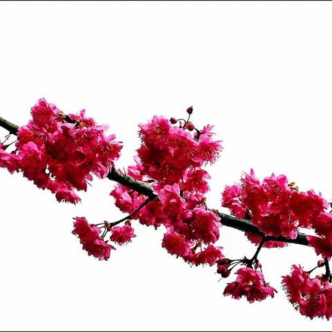 最是一年春好处