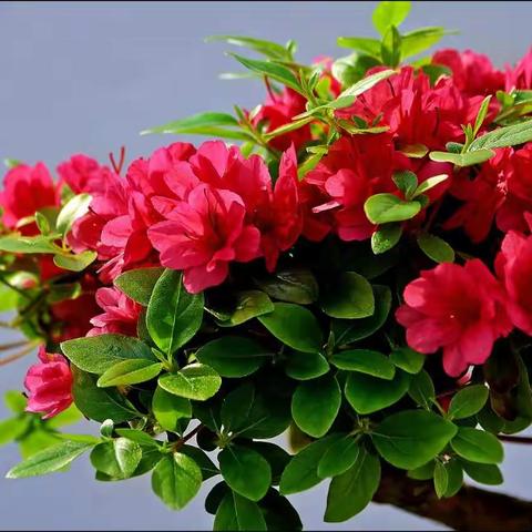 走，去看杜鹃花