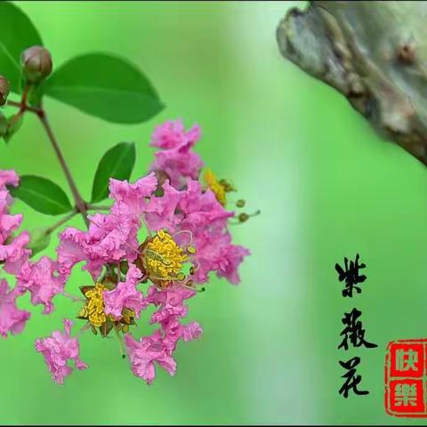 紫薇花