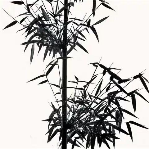 摄竹、写竹---自唉功力不够