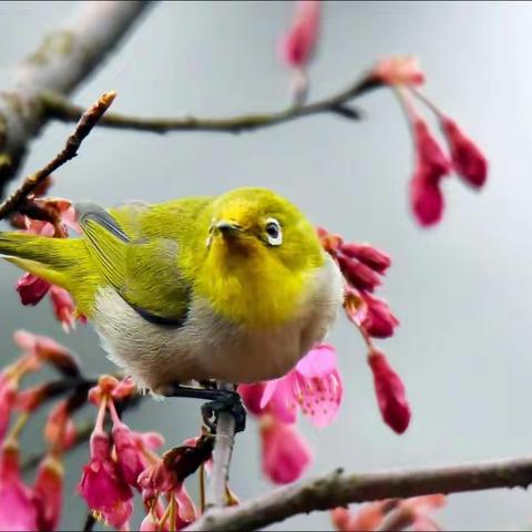 绣眼闹春