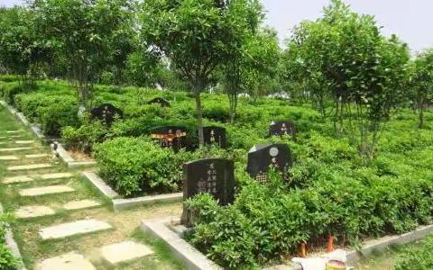 枫岭头镇吹响绿色殡葬集结号