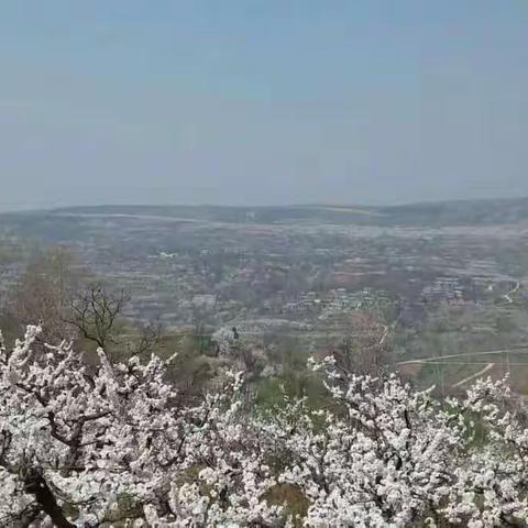 碑林区帮扶华胥镇阿氏村旅游项目正式启动，邀您与春天相约