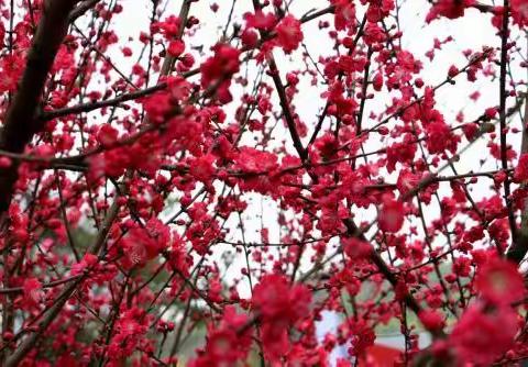 此岸梅花彼岸雪