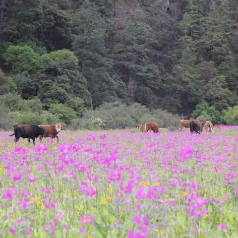 木底箐————远山的呼唤