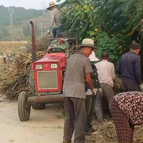 贾石村网格员帮助村民清理道路两侧玉米秸秆