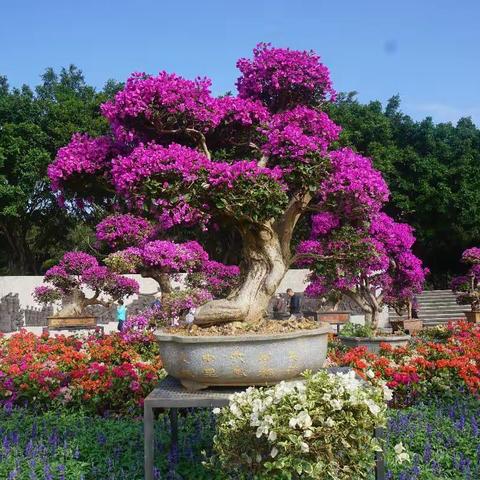 莲花山的芬芳