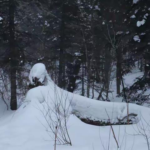 哈尔滨------雪乡行